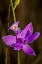 Picture of GRASS PINK ORCHIDS GROW IN A SOUTH FLORIDA PRAIRIE