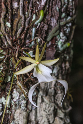 Picture of RARE GHOST ORCHID ONLY GROWS IN SWAMPS IN SOUTH FLORIDA