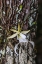 Picture of RARE GHOST ORCHID ONLY GROWS IN SWAMPS IN SOUTH FLORIDA