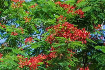 Picture of ROYAL POINCIANA TREE PRODUCES BEAUTIFUL RED FLOWERS