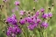 Picture of FLORIDA IRONWEED