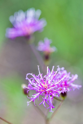 Picture of FLORIDA IRONWEED