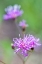 Picture of FLORIDA IRONWEED