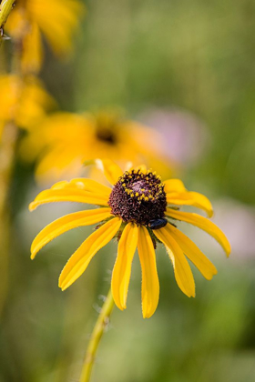 Picture of BLACK-EYED SUSAN BLOOMS
