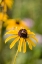 Picture of BLACK-EYED SUSAN BLOOMS