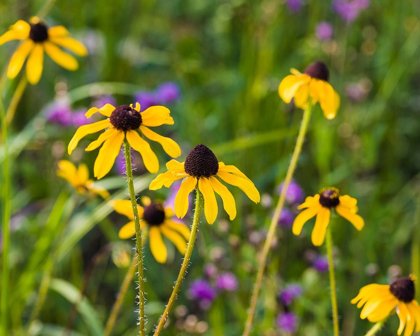 Picture of BLACK-EYED SUSAN BLOOMS