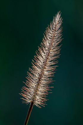 Picture of FOXTAIL GRASS
