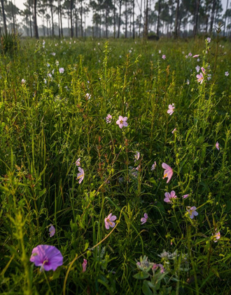 Picture of MARSH MALLOW BLOOMS IN A SOUTH FLORIDA PRAIRIE