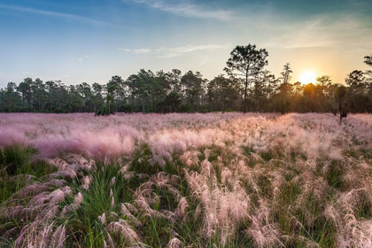 Picture of PINK BLOOMING MUHLY GRASS FILLS A RECENTLY BURNED PRAIRIE IN SOUTH FLORIDA