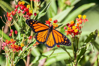 Picture of MONARCH BUTTERFLY LIGHTS ON A MILKWEED BLOOM