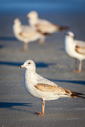 Picture of PORTRAIT OF A RING-BILLED GULL
