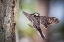 Picture of AN ADULT RED-COCKADED WOODPECKER BRING INSECTS BACK TO ITS CAVITY TO FEED CHICKS