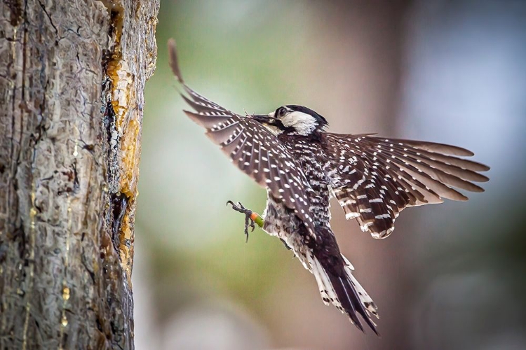 Picture of AN ADULT RED-COCKADED WOODPECKER BRING INSECTS BACK TO ITS CAVITY TO FEED CHICKS