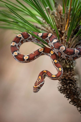 Picture of CORN SNAKE IN LONG-LEAF PINE A DOCILE NON-VENOMOUS SNAKE FOUND THROUGHOUT FLORIDA 