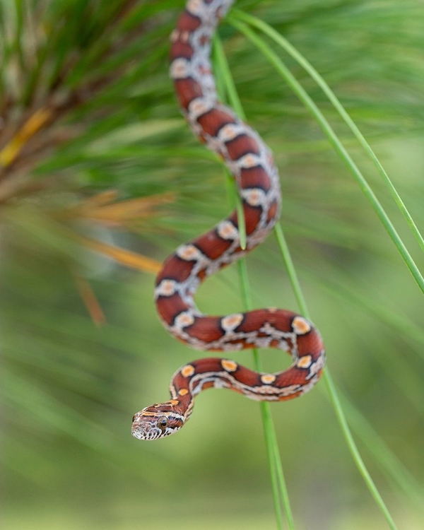 Picture of CORN SNAKE IN LONG-LEAF PINE A DOCILE NON-VENOMOUS SNAKE FOUND THROUGHOUT FLORIDA
