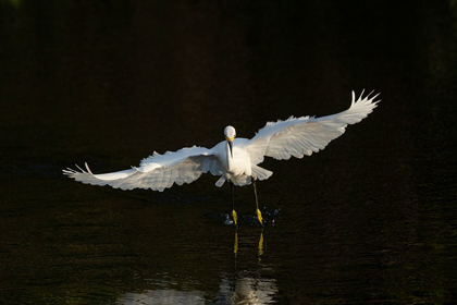 Picture of SNOWY EGRET HUNTING-GREEN CAY WETLANDS-FLORIDA