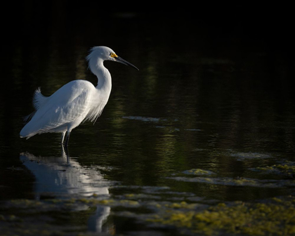 Picture of SNOWY EGRET HUNTING-MERRITT ISLAND NATIONAL WILDLIFE REFUGE-FLORIDA