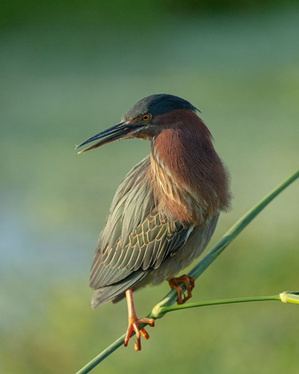 Picture of GREEN HERON-BUTORIDES VIRESCENS-GREEN CAY WETLANDS-FLORIDA