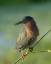 Picture of GREEN HERON-BUTORIDES VIRESCENS-GREEN CAY WETLANDS-FLORIDA