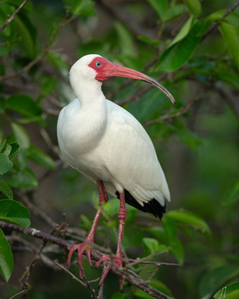 Picture of WHITE IBIS IN BREEDING COLORS-EUDOCIMUS ALBUS-WAKODAHATCHEE WETLANDS-FLORIDA ROOKERY