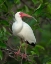 Picture of WHITE IBIS IN BREEDING COLORS-EUDOCIMUS ALBUS-WAKODAHATCHEE WETLANDS-FLORIDA ROOKERY