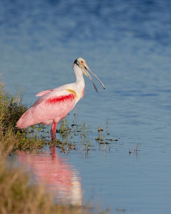 Picture of ROSEATE SPOONBILL AGITATED-MERRITT ISLAND NATIONAL WILDLIFE REFUGE-FLORIDA-USA