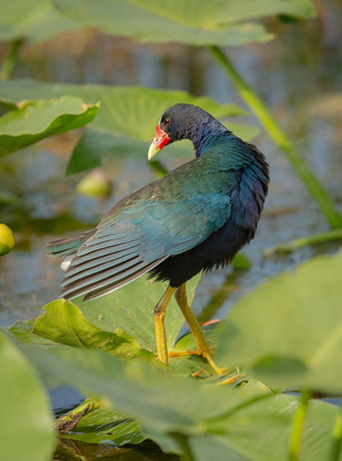 Picture of PURPLE GALLINULE-ARTHUR R MARSHALL LOXAHATCHEE NATIONAL WILDLIFE REFUGE-MARSH TRAIL-FLORIDA