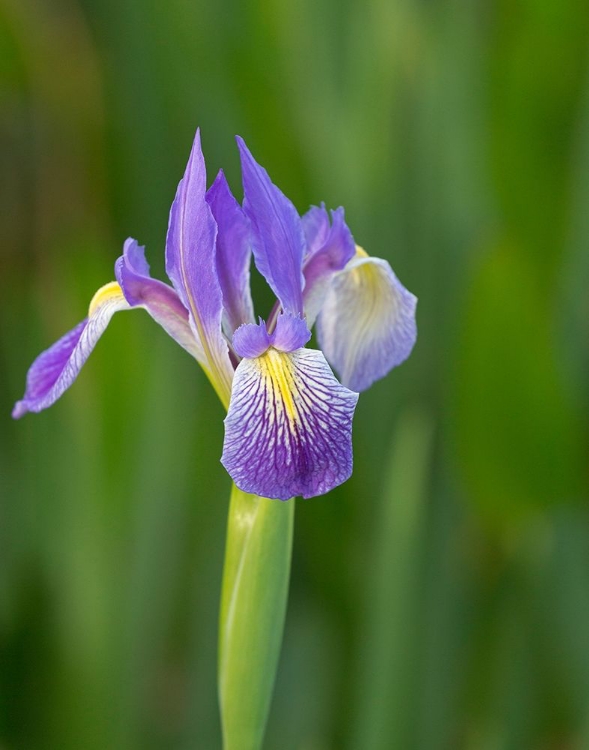 Picture of SOUTHERN BLUE FLAG IRIS-IRIS VIRGINICA-LOXAHATCHEE NATIONAL WILDLIFE REFUGE-FLORIDA