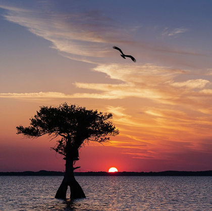 Picture of SUNSET ON BLUE CYPRESS LAKE CONSERVATION AREA-VERO BEACH-FLORIDA