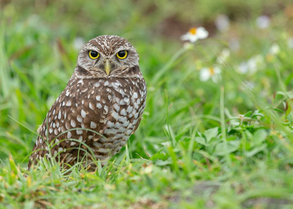 Picture of BURROWING OWL-ATHENE CUNICULARIA-FLORIDA