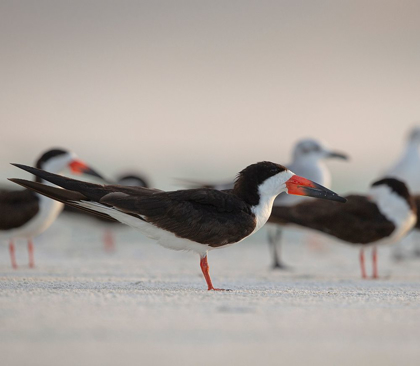 Picture of BLACK SKIMMERS ON LIDO BEACH-FLORIDA