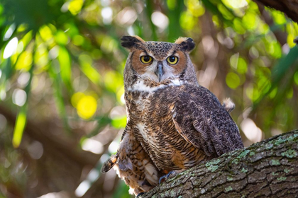 Picture of PORTRAIT OF A GREAT HORNED OWL-PERCHED IN A TREE