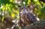 Picture of PORTRAIT OF A GREAT HORNED OWL-PERCHED IN A TREE