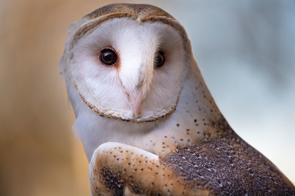 Picture of A BARN OWL-CLOSE UP-LOOKING DIRECTLY ON