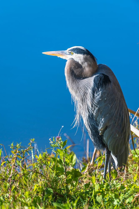 Picture of A HUNCHED GREAT BLUE HERON BY THE SIDE OF DEEP BLUE WATER-STANDING IN BRUSH