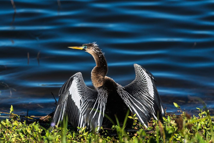 Picture of A MALE ANHINGA-DRYING WITH WINGS OPEN-MATING SEASON-THE EYE IS RINGED GREEN/BLUE