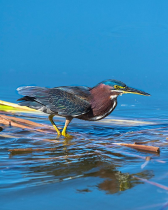 Picture of A GREEN HERON PAUSED AS HE LOOKS FOR HIS NEXT MEAL