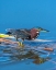 Picture of A GREEN HERON PAUSED AS HE LOOKS FOR HIS NEXT MEAL