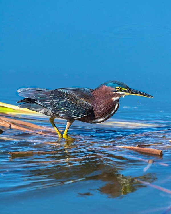 Picture of A GREEN HERON PAUSED AS HE LOOKS FOR HIS NEXT MEAL