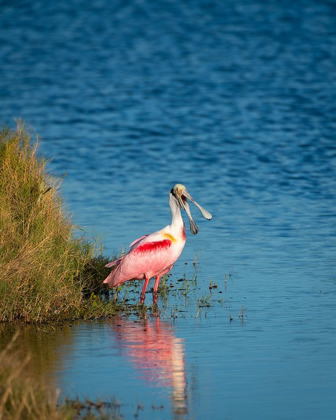 Picture of A ROSEATE SPOONBILL STANDING IN WATER CALLING OUT-SIGN OF STRESS