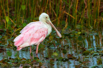 Picture of A ROSEATE SPOONBILL STANDING IN WATER IN ORLANDO WETLANDS-FLORIDA