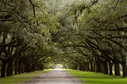 Picture of LIVE OAK ALLEY-SAVANNAH-GEORGIA