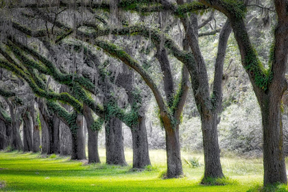 Picture of LIVE OAK ALLEY-SAVANNAH-GEORGIA