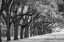 Picture of LIVE OAK ALLEY-SAVANNAH-GEORGIA