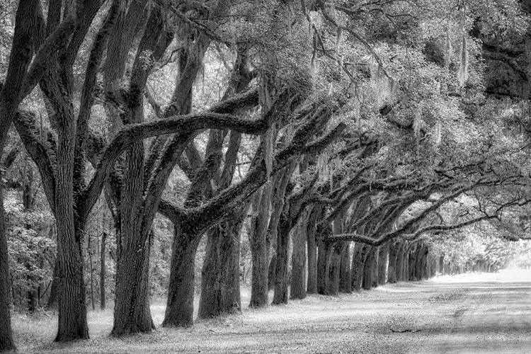 Picture of LIVE OAK ALLEY-SAVANNAH-GEORGIA