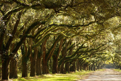 Picture of LIVE OAK ALLEY-SAVANNAH-GEORGIA