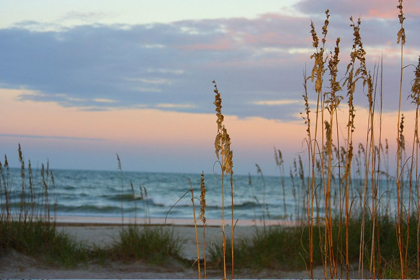 Picture of SEA OATS AGAINST SUNSET SKY-TYBEE ISLAND-GEORGIA-USA