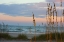 Picture of SEA OATS AGAINST SUNSET SKY-TYBEE ISLAND-GEORGIA-USA