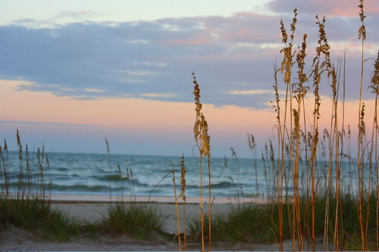 Picture of SEA OATS AGAINST SUNSET SKY-TYBEE ISLAND-GEORGIA-USA