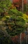 Picture of GEORGIA-JASPER JAPANESE GARDEN AND POND IN GIBBS GARDEN 